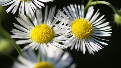 turan annual, erigeron annuus, beautiful flowers, flowers, white flowers, white daisies, bloom, flower wallpaper, flora, nature, flower background, plants, gardens, weed