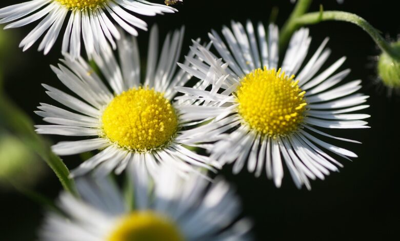 turan annual, erigeron annuus, beautiful flowers, flowers, white flowers, white daisies, bloom, flower wallpaper, flora, nature, flower background, plants, gardens, weed