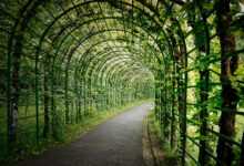 leaves, pergola, arch, trail, pathway, curve, horticulture, park, branches, nature, garden, pergola, pergola, pathway, pathway, pathway, pathway, pathway