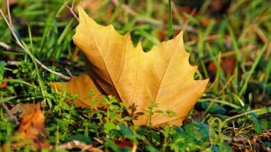 maple leaf, veins, leaf veins