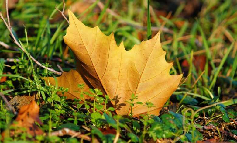 maple leaf, veins, leaf veins