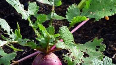 garden, turnip, vegetables