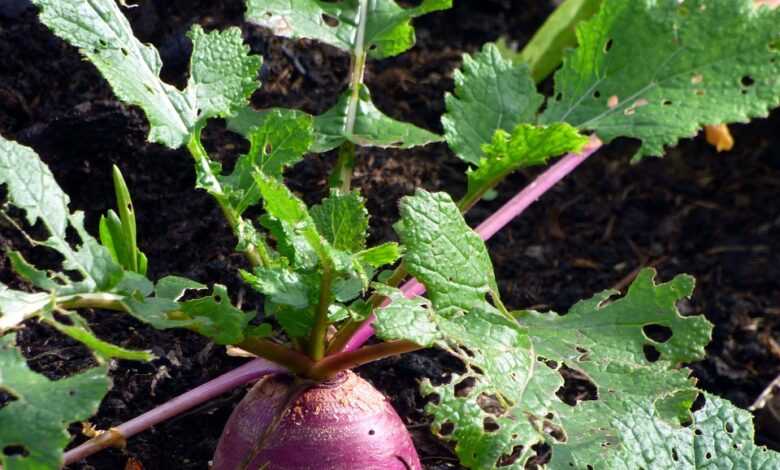 garden, turnip, vegetables