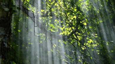 forest, trees, sunlight, woods, branches, greenery, foliage, plants, flora, woodland, nature, countryside, forest, forest, forest, forest, forest, trees, nature, nature