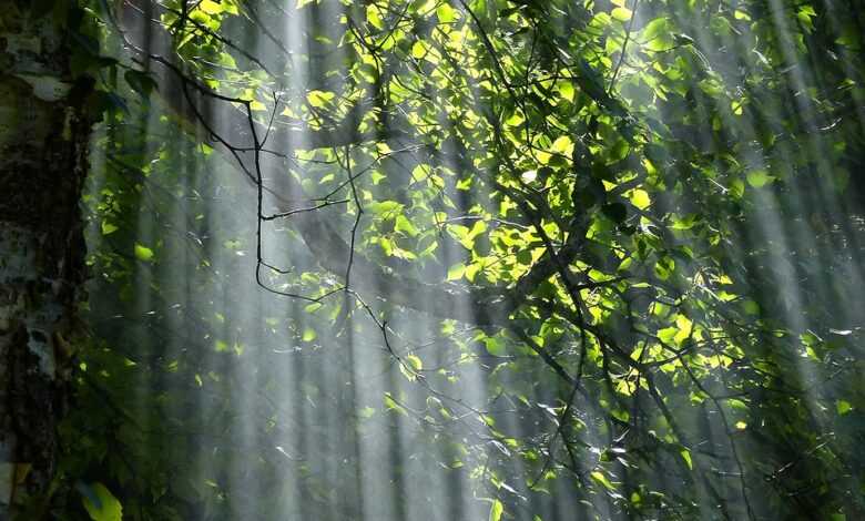 forest, trees, sunlight