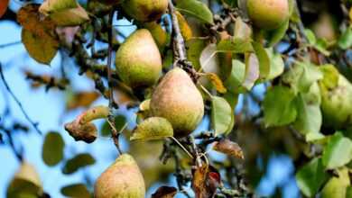 pear, fruit, tree