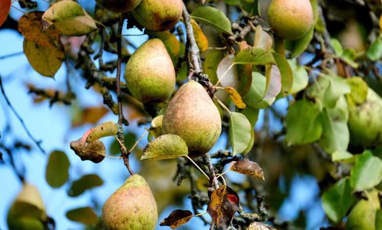 pear, fruit, tree