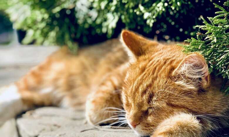 cat, pet, sleeping, ginger cat, animal, domestic cat, feline, mammal, cute, rest, asleep, nature, closeup, outdoors, cat, cat, cat, cat, cat, ginger cat, ginger cat, rest, rest, rest