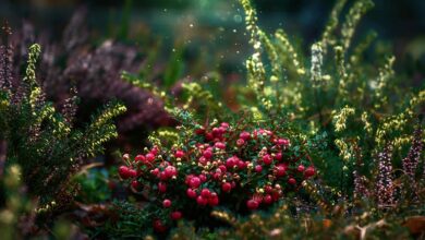 cranberries, fruit, plant, vines, dwarf shrubs, dust, garden, nature, closeup, cranberries, garden, garden, garden, garden, garden