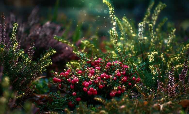 cranberries, fruit, plant, vines, dwarf shrubs, dust, garden, nature, closeup, cranberries, garden, garden, garden, garden, garden