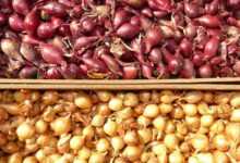 shallot, shallots, noble onion, onion, sharp, vegetables, vitamins, healthy, food, meal, close up, macro, shallot, shallot, shallot, shallot, shallot, shallots, shallots