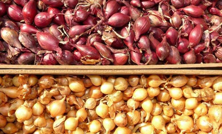 shallot, shallots, noble onion, onion, sharp, vegetables, vitamins, healthy, food, meal, close up, macro, shallot, shallot, shallot, shallot, shallot, shallots, shallots