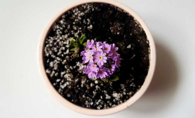 flowers, bloom, pot