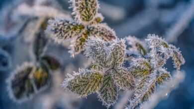 leaves, plant, hoarfrost