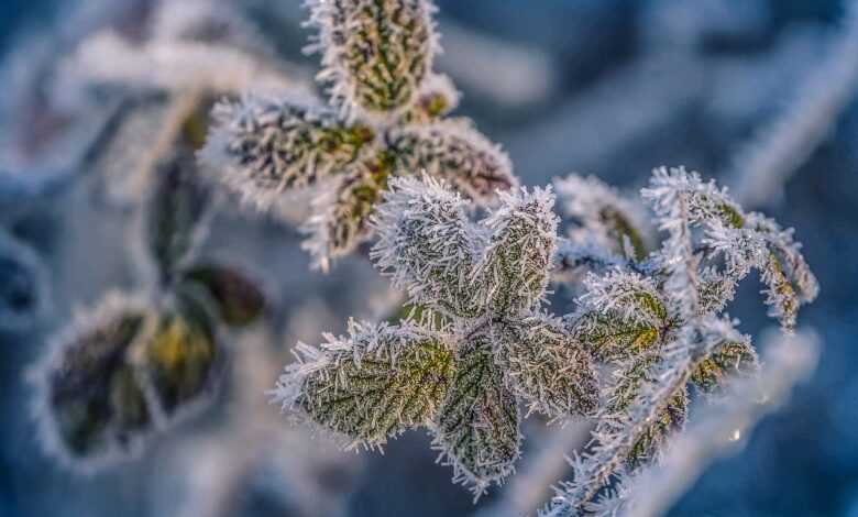 leaves, plant, hoarfrost