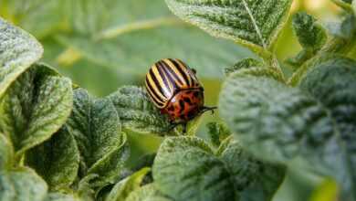 potato beetle, pest, beetle