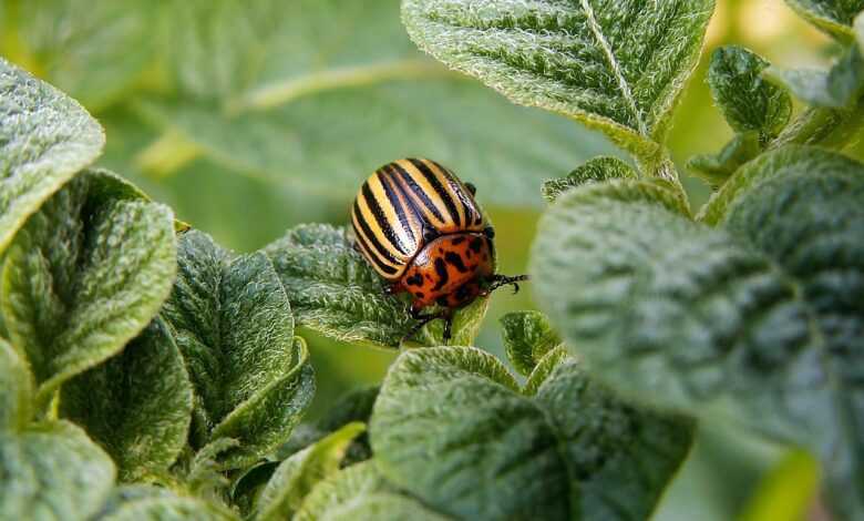 potato beetle, pest, beetle