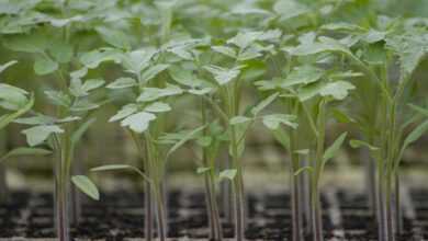 tomato, nature, seedlings