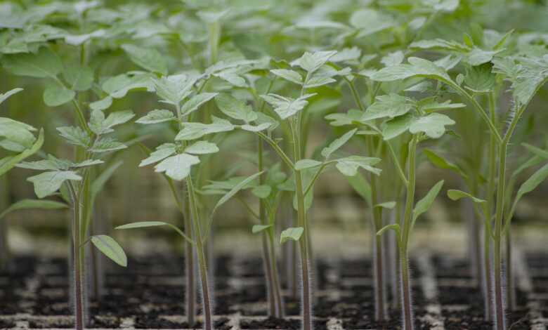 tomato, nature, seedlings