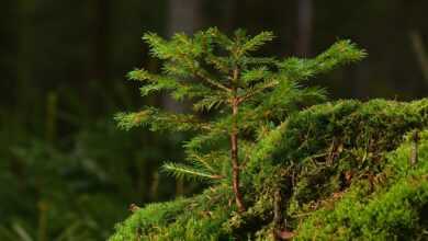 conifer, tree, forest