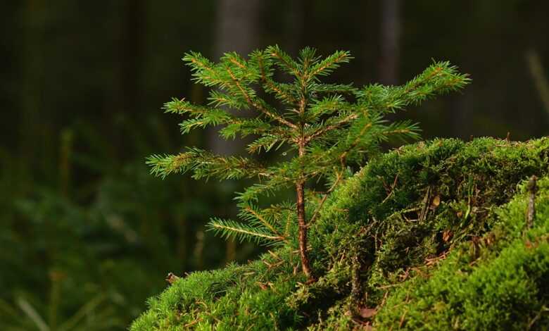 conifer, tree, forest