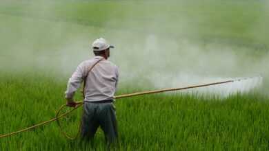 herbicide, farmer, in rice field, pesticide, poison, farmer, farmer, pesticide, pesticide, pesticide, pesticide, pesticide