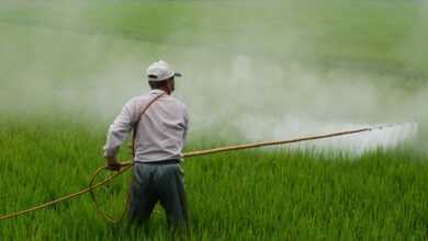 herbicide, farmer, in rice field, pesticide, poison, farmer, farmer, pesticide, pesticide, pesticide, pesticide, pesticide