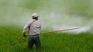 herbicide, farmer, in rice field