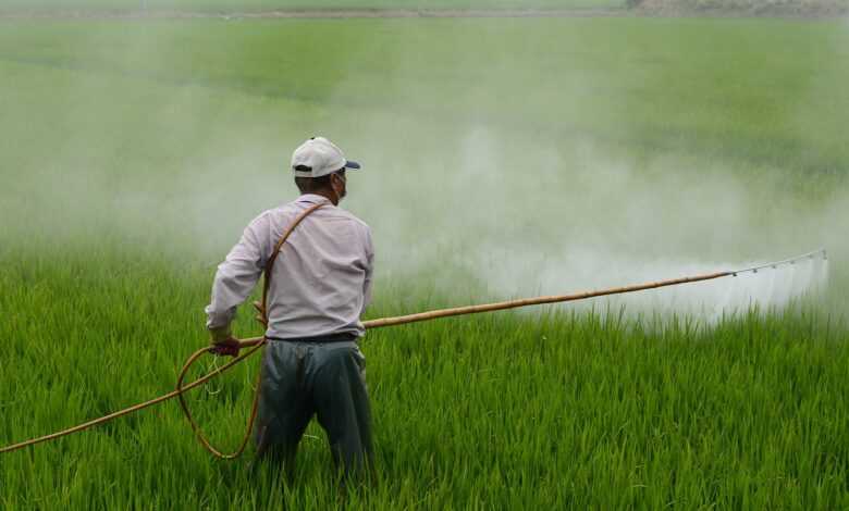 herbicide, farmer, in rice field