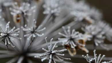 wild carrot, flower, frost