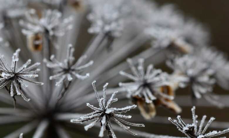 wild carrot, flower, frost