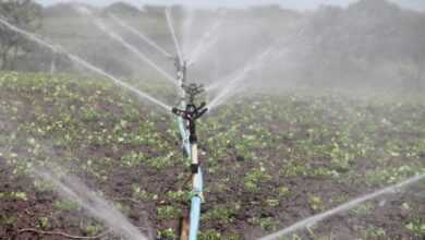 irrigation, agriculture, sprinkle