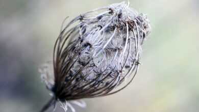 seeds, oval, dry