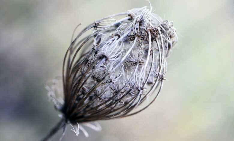 seeds, oval, dry