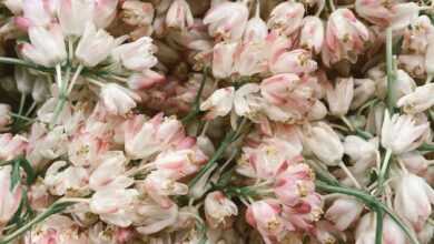 Delicate white and pink flowers heaped together