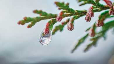 tree, branch, raindrop