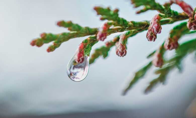 tree, branch, raindrop