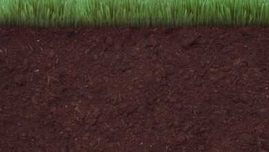 grass, soil, ground