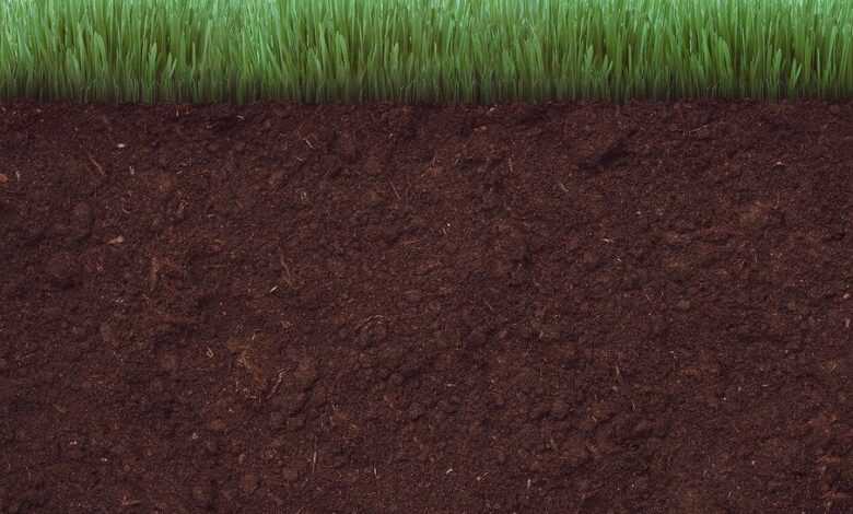 grass, soil, ground