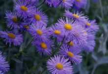 herbstastern, asters, purple, flowers, garden, garden plant, nature, violet, beautiful flowers, flower garden, plants, bloom, blossom, hd wallpaper, flower background, close up, flora, petals, flower wallpaper