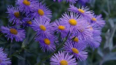 herbstastern, asters, purple, flowers, garden, garden plant, nature, violet, beautiful flowers, flower garden, plants, bloom, blossom, hd wallpaper, flower background, close up, flora, petals, flower wallpaper