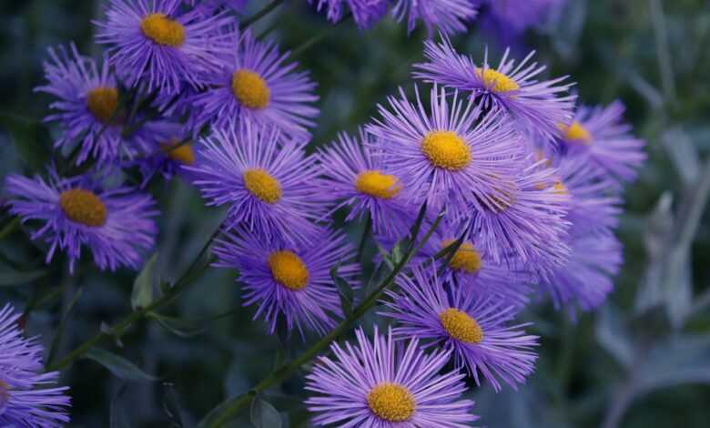 herbstastern, asters, purple, flowers, garden, garden plant, nature, violet, beautiful flowers, flower garden, plants, bloom, blossom, hd wallpaper, flower background, close up, flora, petals, flower wallpaper