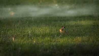 rabbit, grass, meadow