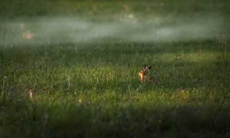 rabbit, grass, meadow