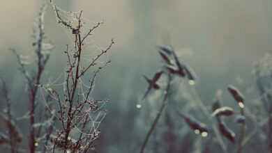 twigs, branches, web