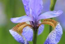 iris, beautiful flowers, flower, plant, petals, garden flower, bloom, blossom, flower wallpaper, flower background, blooming, flora, beautiful, garden, botanical, nature, summer, closeup