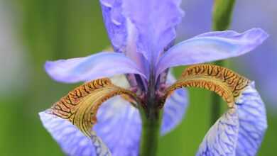 iris, beautiful flowers, flower, plant, petals, garden flower, bloom, blossom, flower wallpaper, flower background, blooming, flora, beautiful, garden, botanical, nature, summer, closeup