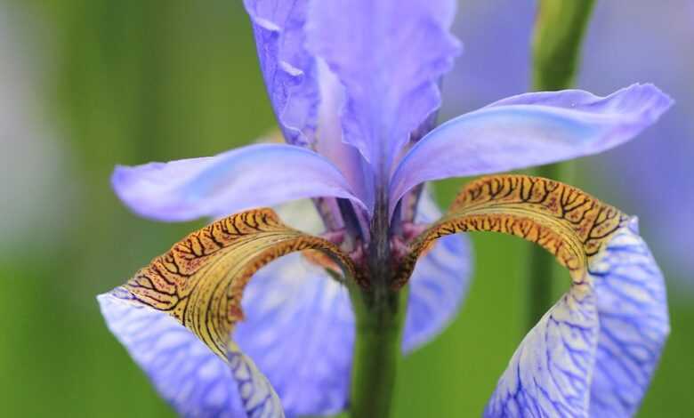 iris, beautiful flowers, flower, plant, petals, garden flower, bloom, blossom, flower wallpaper, flower background, blooming, flora, beautiful, garden, botanical, nature, summer, closeup