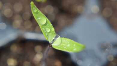 seedling, plant, dew