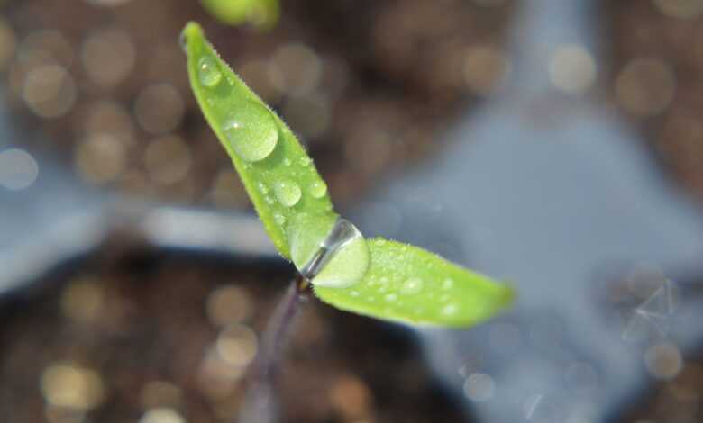 seedling, plant, dew